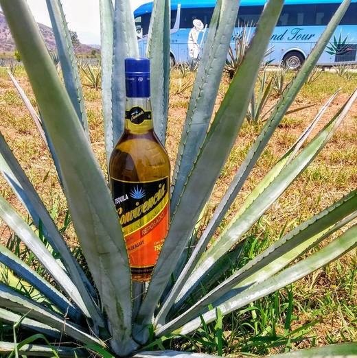 Logo de Tequila Convivencia