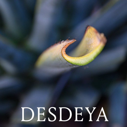 Logo de Desdeya